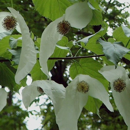 Davidia involucrata