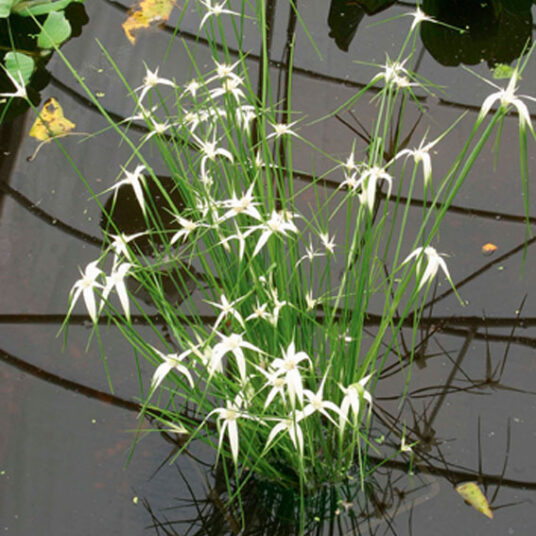 Dichromena colorata