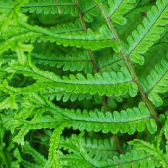 Dryopteris affinis
