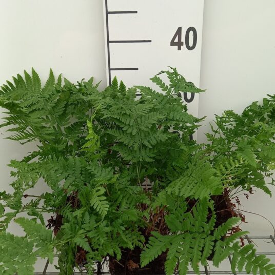 Dryopteris carthusiana