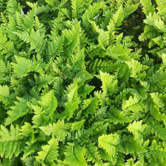 Dryopteris cristata