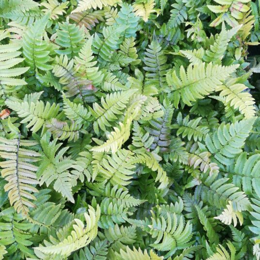 Dryopteris cycadina (= atrata)