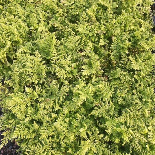 Dryopteris dil. 'Lepidota Cristata'