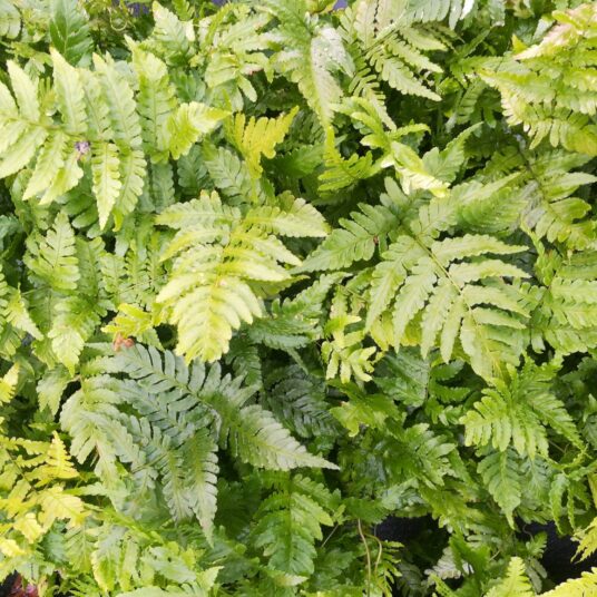 Dryopteris erythrosora