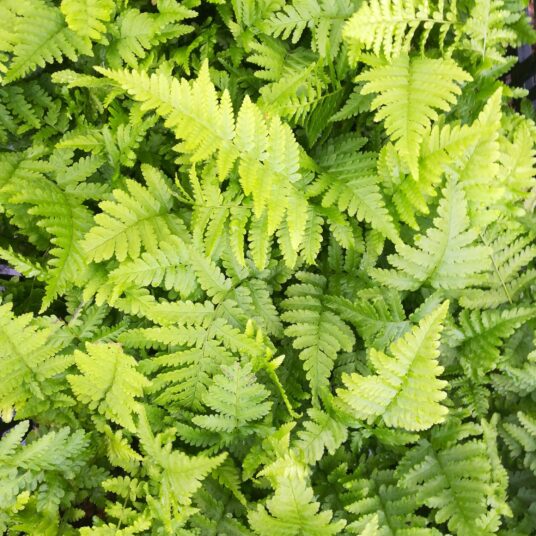 Dryopteris filix-mas
