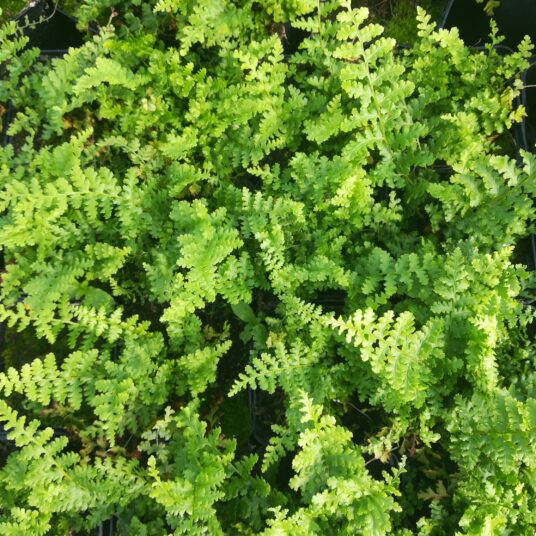 Dryopteris f.-m. 'Barnesii'
