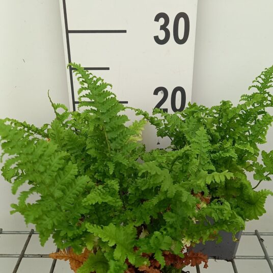 Dryopteris f.-m. 'Crispa Cristata'