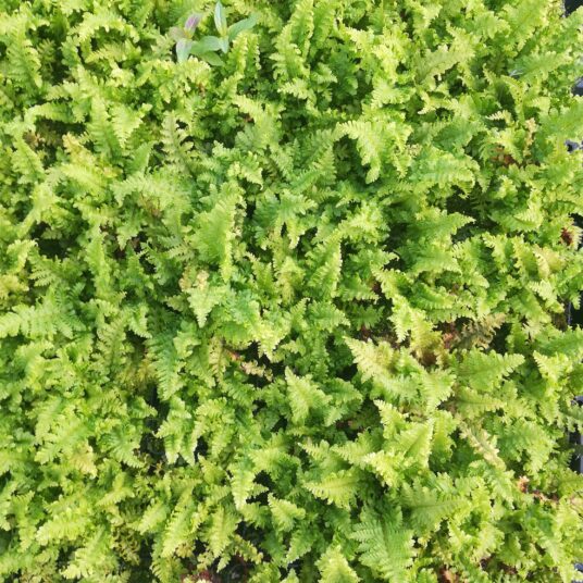 Dryopteris f.-m. 'Crispa'