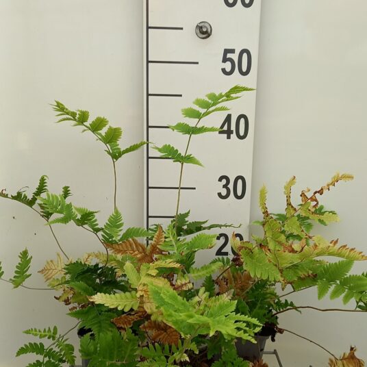 Dryopteris goldiana