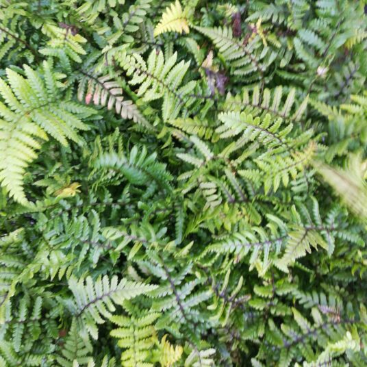 Dryopteris wallichiana
