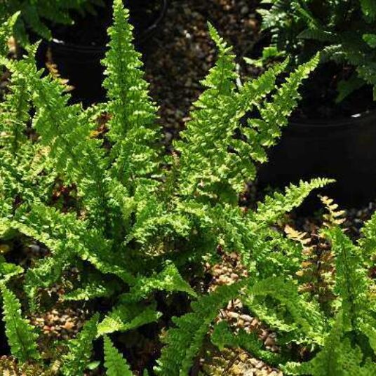Dryopteris aff. 'Pinderi'