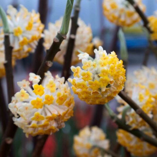 Edgeworthia chrys. 'Grandiflora'