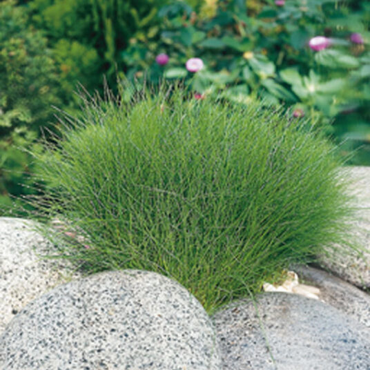 Eleocharis acicularis
