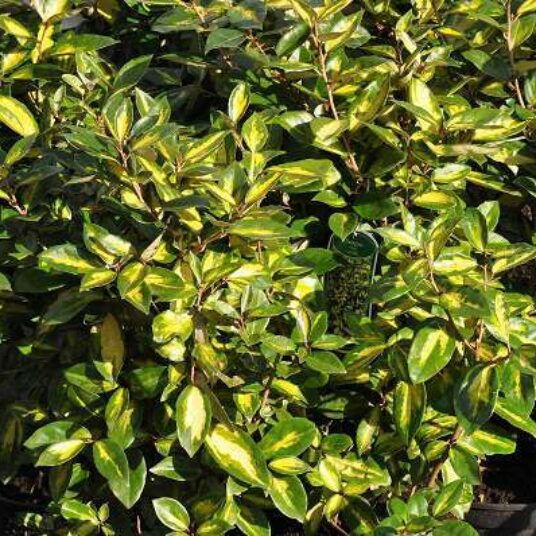 Elaeagnus ebb. 'Limelight'