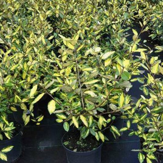 Elaeagnus pungens 'Maculata'