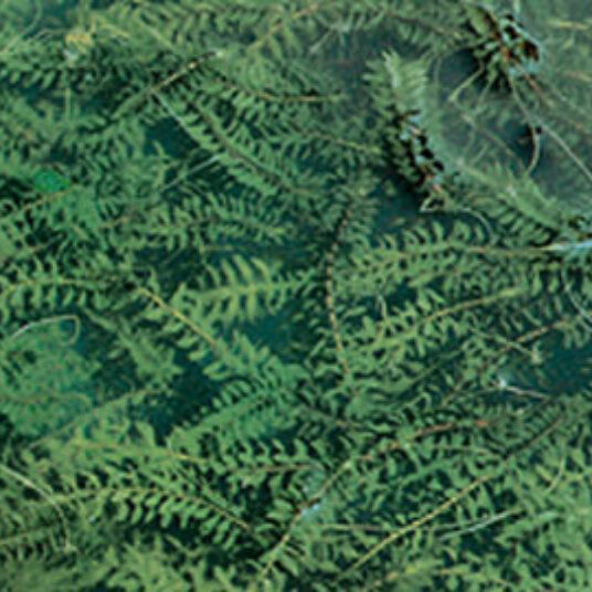 Elodea canadensis