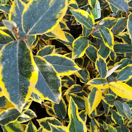 Elaeagnus ebb. 'Gilt Edge'