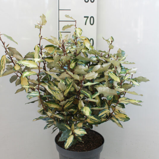 Elaeagnus ebb. 'Maryline' ®