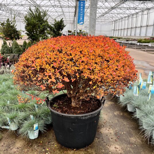 Enkianthus perulatus