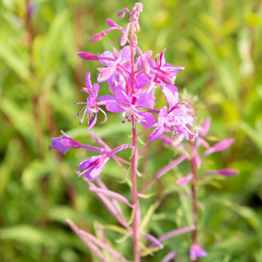 Epilobium angustifolium
