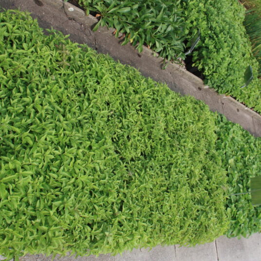 Eupatorium cannabinum