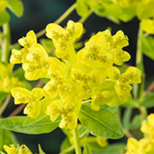 Euphorbia palustris