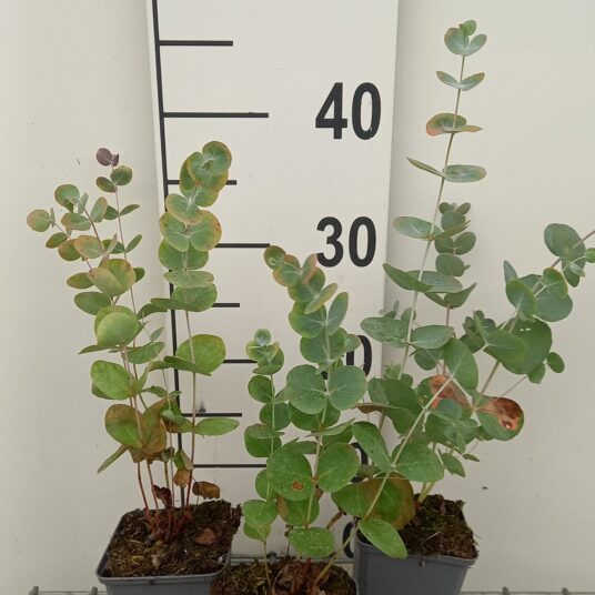 Eucalyptus hybr. 'Silver Dollar'