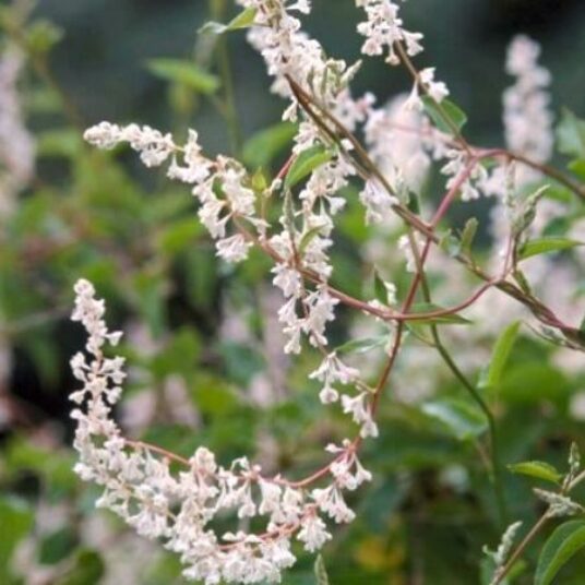 Fallopia baldschuanica (= aubertii)