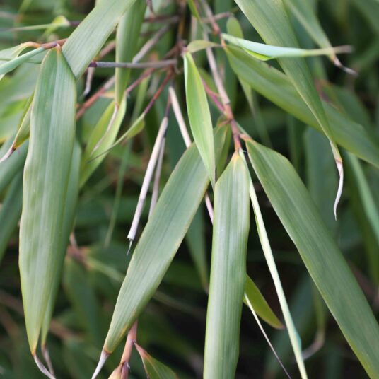Fargesia 'Rufa'