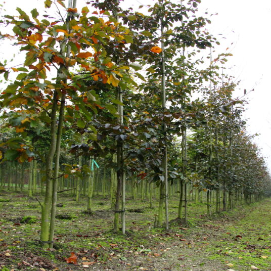 Fagus sylv. 'Riversii'