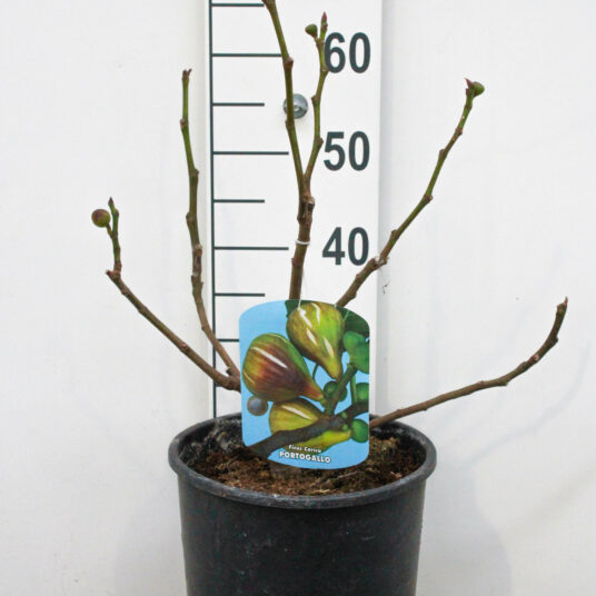 Ficus carica 'Del Portogallo'