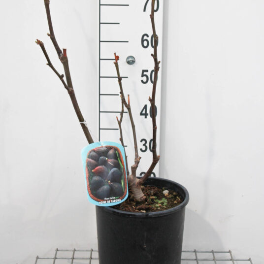 Ficus carica 'Noire de Caromb'