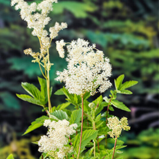 Filipendula ulmaria