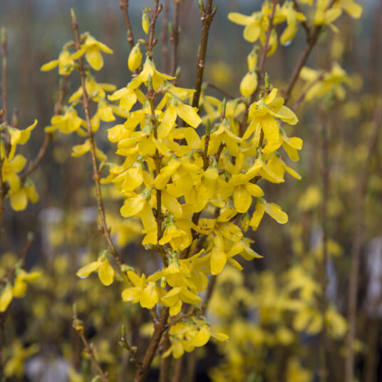 Forsythia int. 'Lynwood'
