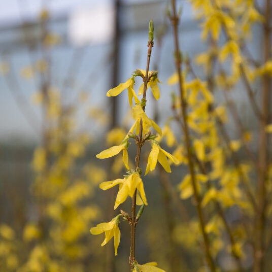 Forsythia int. 'Spectabilis'