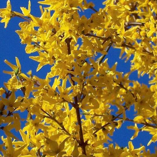 Forsythia intermedia