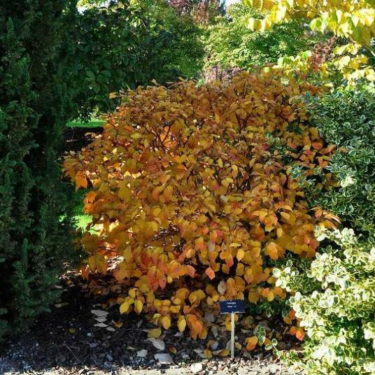 Fothergilla major (= monticola)