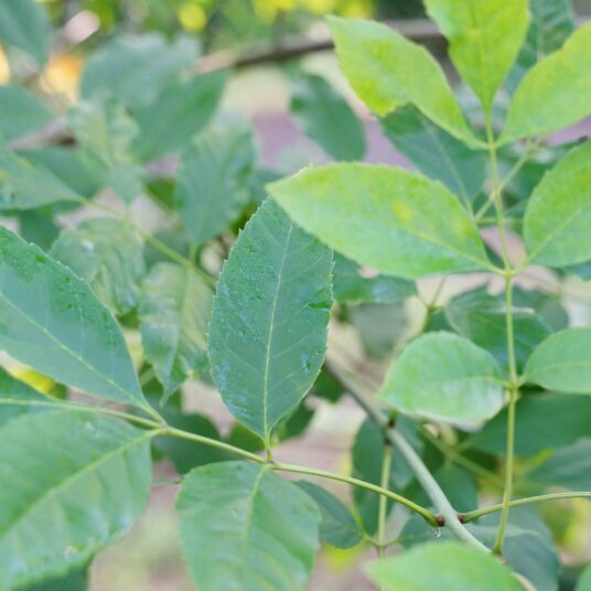 Fraxinus excelsior