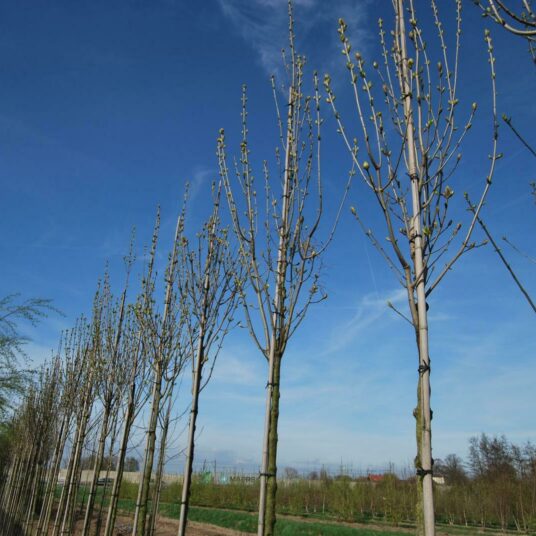 Fraxinus orn. 'Obelisk' (=paus Johannes-paulus Ii'