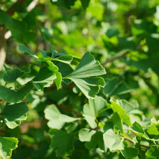 Ginkgo bil. 'Fastigiata Blagon'®