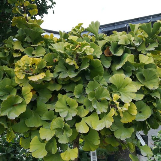 Ginkgo bil. 'Mariken'
