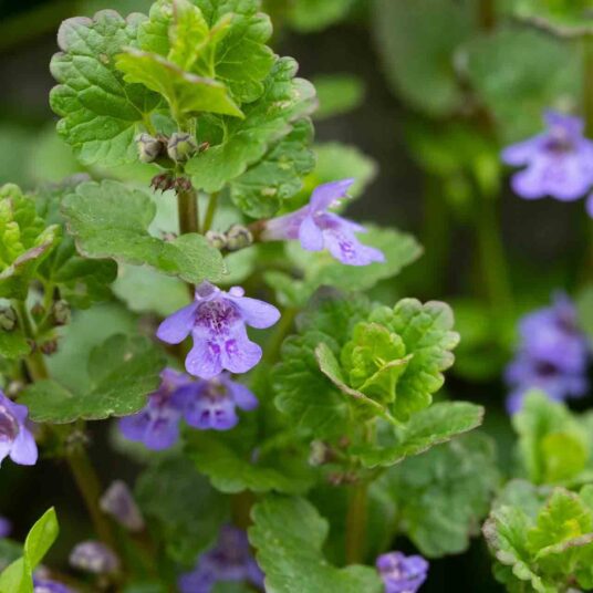 Glechoma hederacea