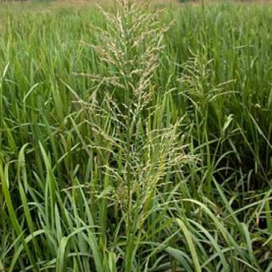 Glyceria maxima