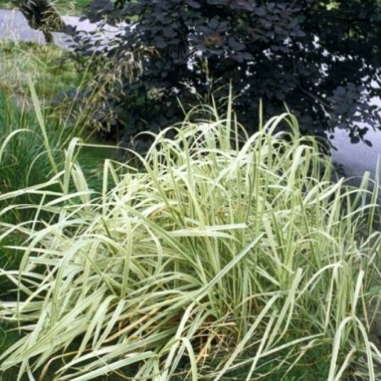 Glyceria max. 'Variegata'