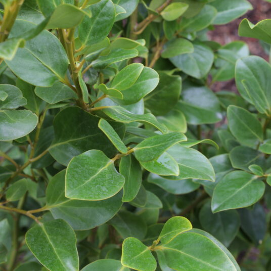 Griselinia littoralis 'Green Horizon'