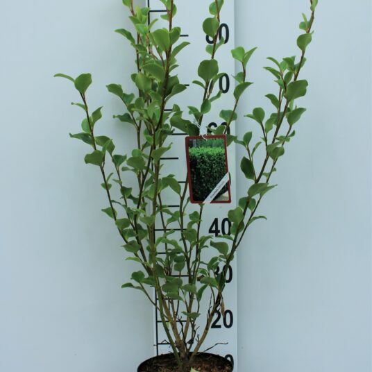 Griselinia littoralis