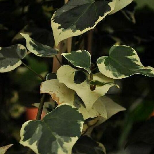 Hedera colch. 'Dentata Variegata'