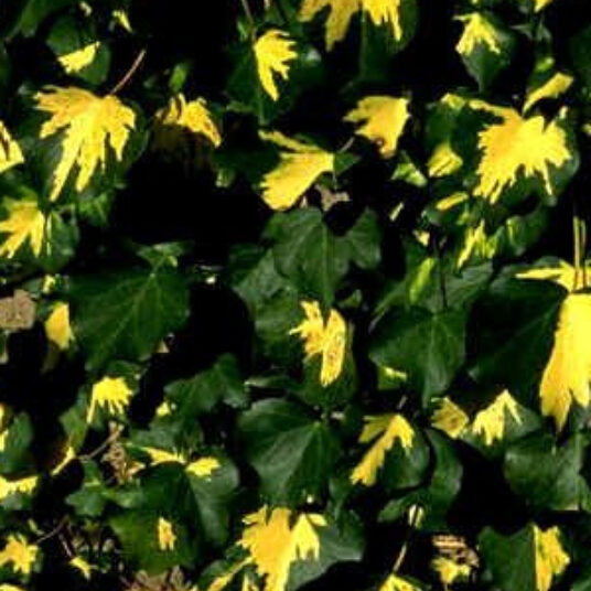 Hedera helix 'Goldheart' (='oro di bogliasco')