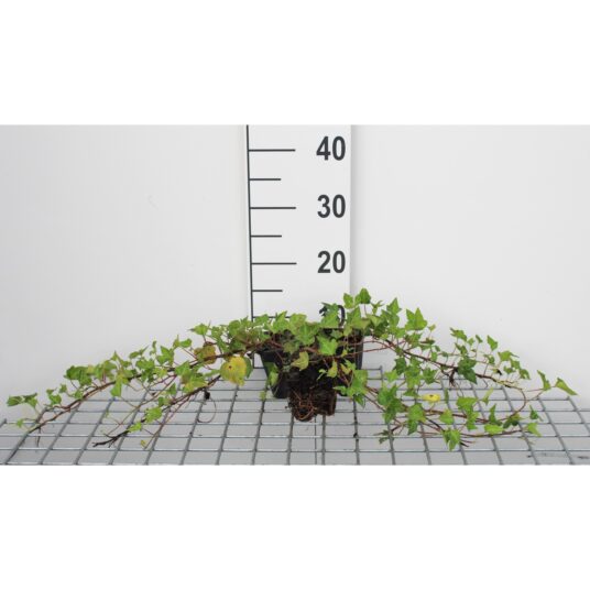 Hedera helix 'Shamrock'