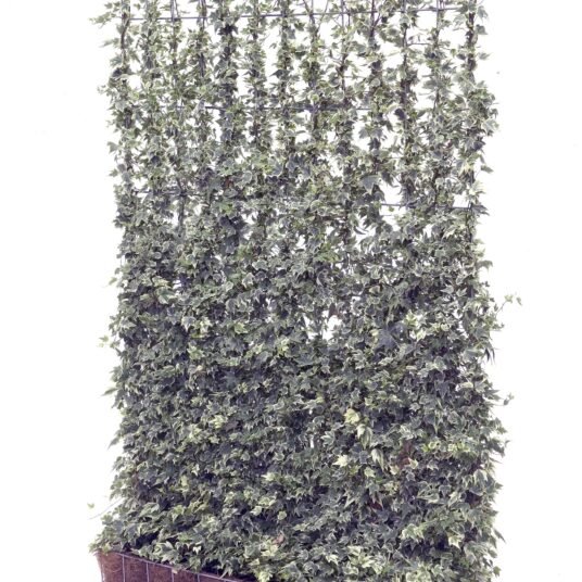 Hedera helix 'White Ripple'